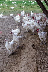 élevage de poules en plein air