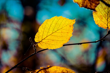 Detail of autumn leaves in their fall colors with a heavily bokeh background and sunlight and shadows.