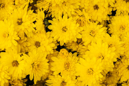 Close up of a group of yellow flowers looking straight down at the blooms in natural light.