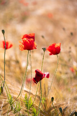 Beautiful meadow with wild poppy flowers and yellow grass in summer