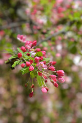 Japanese flowering crab apple