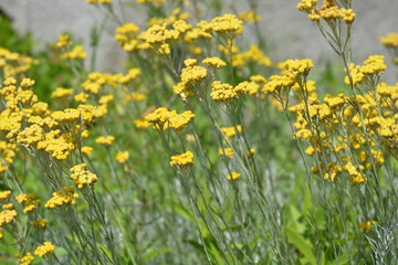 Italian everlasting flowers