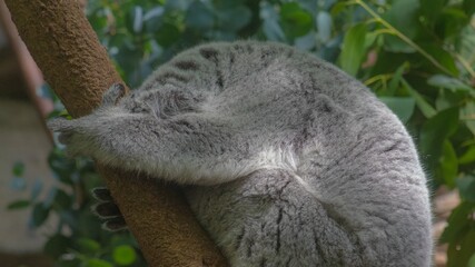 Sleeping Koala