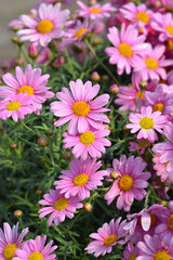 Fototapeta na wymiar Pink Marguerite daisy