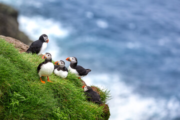 Puffin of the Faroe Islands