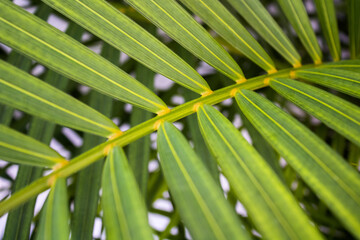 Fototapeta na wymiar Tropical leaves
