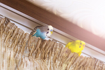 Blue and yellow budgies on curtains