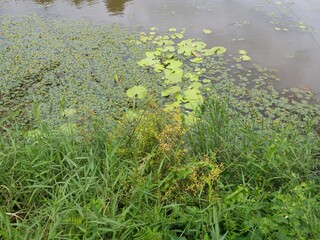 Obraz na płótnie Canvas Ludwigia sedioides Plants with Canal in Sri Lankan Nature Background 