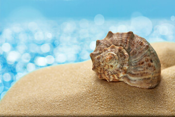 Shell on the sand of the beach on the side of the bokeh sea. Place for text.