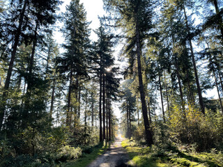 Forest at the sallandse heuvelrug