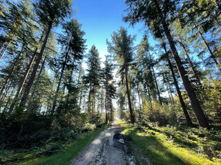 Forest at the sallandse heuvelrug
