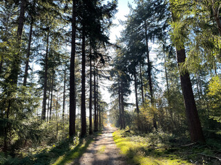 Path through the forest at the sallandse heuvelrug