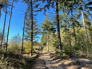 Sand path through the forest at the sallandse heuvelrug