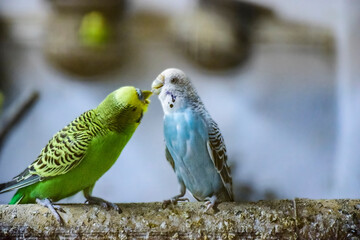 A pair of love bird sitting in emotion.