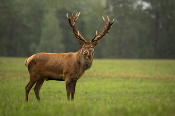 Male red deer with large and branched antlers in the autumn forest. Close-up. Trophy