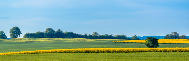 Countryside landscape. Farm with yellow blooming rapeseed field, grass and trees in spring rural scenery. Agricultural background, panoramic view.