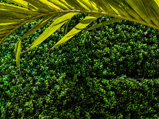 Tropical leaves - obrazy, fototapety, plakaty