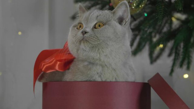 Cute british cat playing in a gift box with Christmas decoration. Funny situation. Christmas kitten among spruce branches and red New Year's toys. British cat with Christmas and New Year decorations.