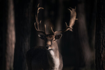 Stylish and impressive scene. Noble fallow deer. Close-up. Portrait. Beautiful branchy horns. White-breasted deer. Looks straight at the camera. Dark and mysterious forest. Trophy. Europe. 
