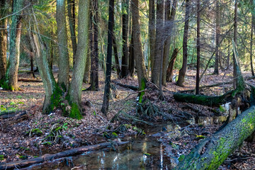 mossy forest in a nature reserve