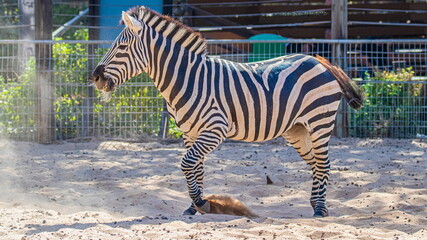 Fototapeta na wymiar zebra in zoo close up