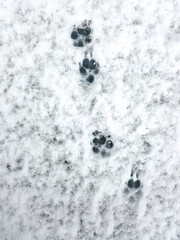 Dog footprints on loose wet snow. First snow.