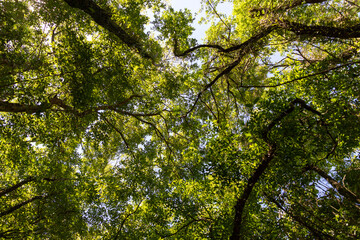 tree image texture seen from below