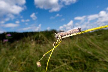A mothy hairy caterpillar butterfly ith long, white hairs, crawling over the flower, macro