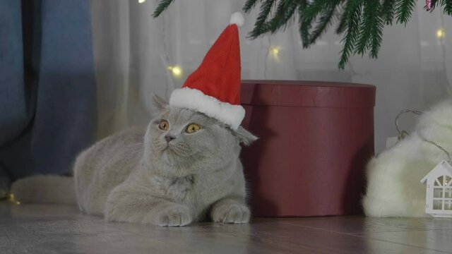 Little curious kitty in red Santa Claus hat among spruce branches and red New Year's toys. British cat with Christmas and New Year decorations.