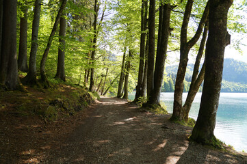 a hiking tral in the woods leading along alpine lake Alpsee in the Bavarian Alps on a warm sunny day in April in Hohenschwangau village (Schwangau, Fuessen, Bavaria, Germany)