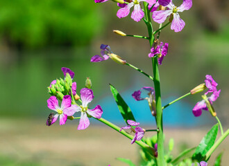 flor rosada con lago de fondo