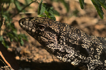 lizard on the rock