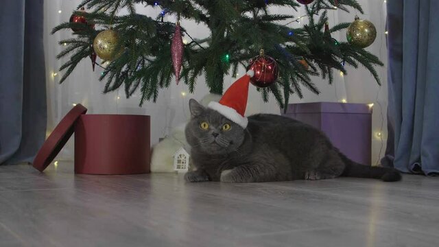 Big grey lazy cat in red Santa Claus hat among spruce branches and red Christmas toys. British cat with Christmas and New Year decorations.