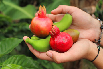 Hands holding exotic fruit 