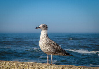 bird seagull white sea beak fly