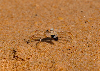 West Africa. Senegal. A tiny sand crab, measuring no more than one centimeter, on the city beach of the resort village of Ngaparou.