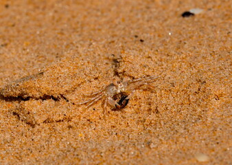 West Africa. Senegal. A tiny sand crab, measuring no more than one centimeter, on the city beach of the resort village of Ngaparou.
