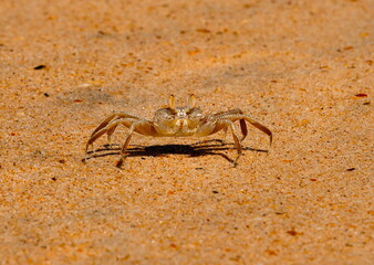 West Africa. Senegal. A tiny sand crab, measuring no more than one centimeter, on the city beach of the resort village of Ngaparou.