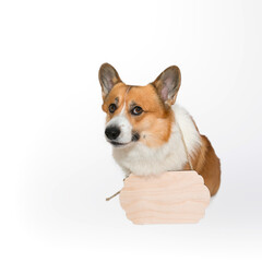 portrait of a corgi dog with an empty wooden sign on his neck on a white background