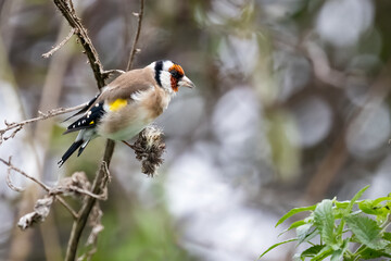European goldfinch