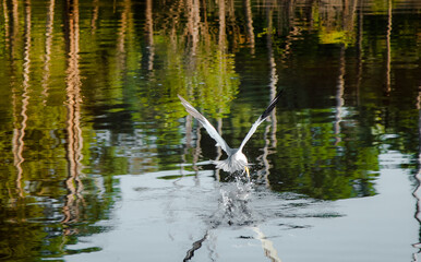 reflections in the water