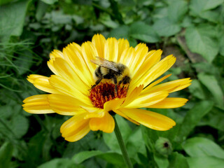 A shaggy bumblebee enthusiastically collects nectar from a bright yellow calendula flower in a green garden in summer, close-up