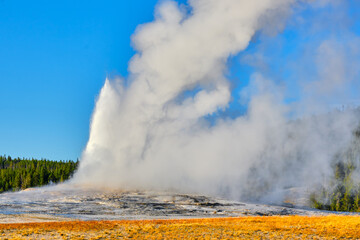 Old Faithful cone geyser in Yellowstone National Park