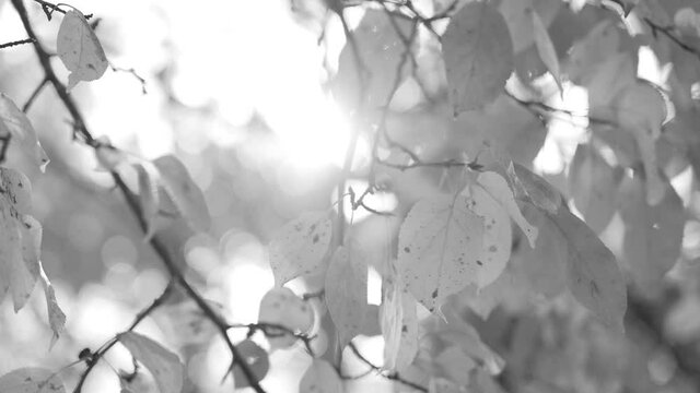 Black and white 4 slow motion video footage of beautiful foliage of trees isolated in soft magic sunset sun rays and beams background