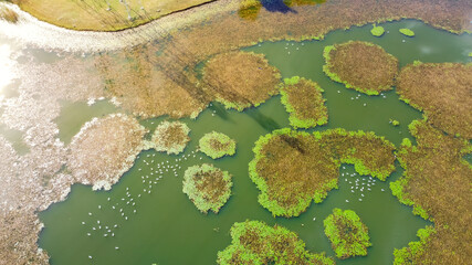Top view lily pad and algae blanket on polluted pond with shadows of transmission tower near Dallas, Texas, USA