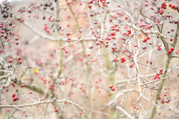 Red rose hips of dog rose. Rosa canina, commonly known as the dog rose, is a variable climbing, wild rose species native to Europe.