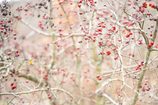 Red rose hips of dog rose. Rosa canina, commonly known as the dog rose, is a variable climbing, wild rose species native to Europe.