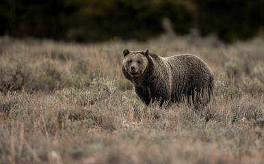 Obraz na płótnie Canvas Grizzly Bear in Grand Teton National Park, Wyoming