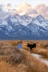 Poster Bull moose in Grand Teton National Park, Wyoming © Harry Collins