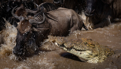 A crocodile hunting wildebeest during the great migration in Africa 
